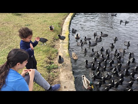 Feeding Joy: Baby Omar's Heartwarming Duck Encounter at William R Mason Regional Park!