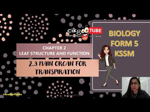 BIOLOGY KSSM FORM 5 : 2.3 MAIN ORGAN FOR TRANSPIRATION