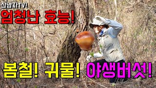 항종양! 항염작용 천식 마른기침 잡는! 야생 버섯 ! 봄철 귀물 소나무 한잎버섯! 자생지 먹는법,방법 산남자…