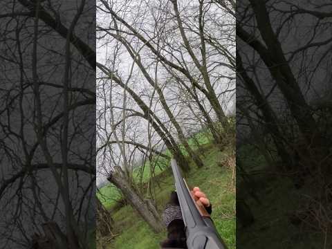 Охота на вальдшнепа 2025. Woodcock Hunting 2025. Caccia alla beccaccia 2025.