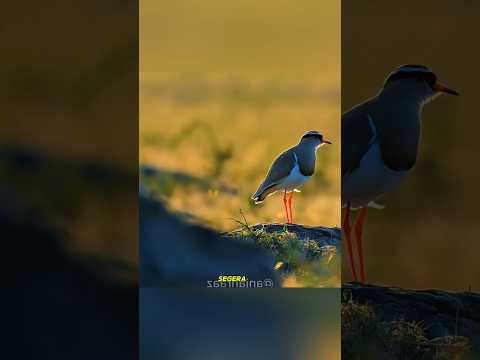 🐦 Ibu Burung Kecil Ini Menipu Predator Demi Menyelamatkan Anaknya#shorts #shortvideo #animals