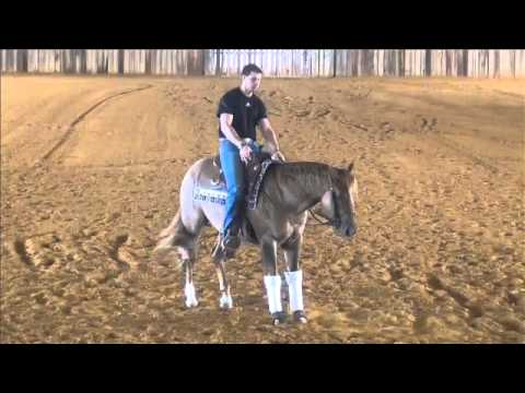 MULTIPLE CHAMPION BREEDING STALLION - TINSELTOWN FLASH AT EARLY 2 YEARS OF AGE