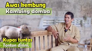 Download lagu 78 Farm: In-depth guide to bloat in sheep and goats, with Dr. Budi Pramono (Part 1) mp3 Download lagu 78 Farm: In-depth guide to bloat in sheep and goats, with Dr. Budi Pramono (Part 1) mp3