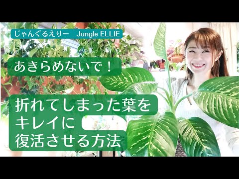 折れた木の枝を修復するにはどうすればよいですか?シンプルな解決策があります。  庭園