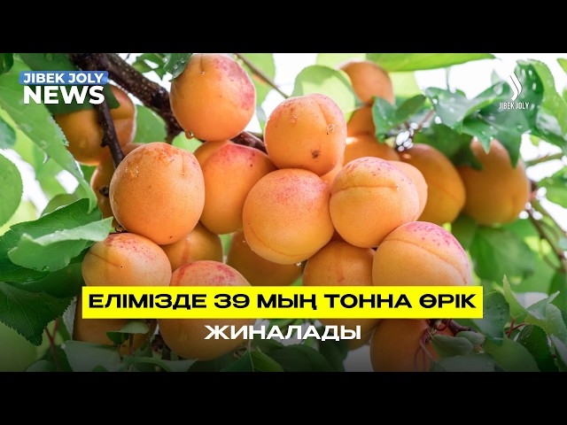 Елімізде 39 мың тонна өрік жиналады