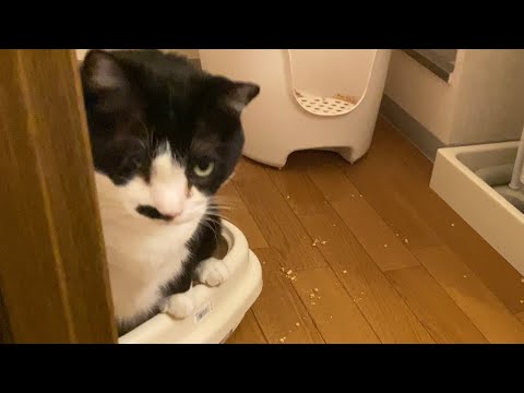 Making space for litter boxes in small apartment | IKEA unbox with us!