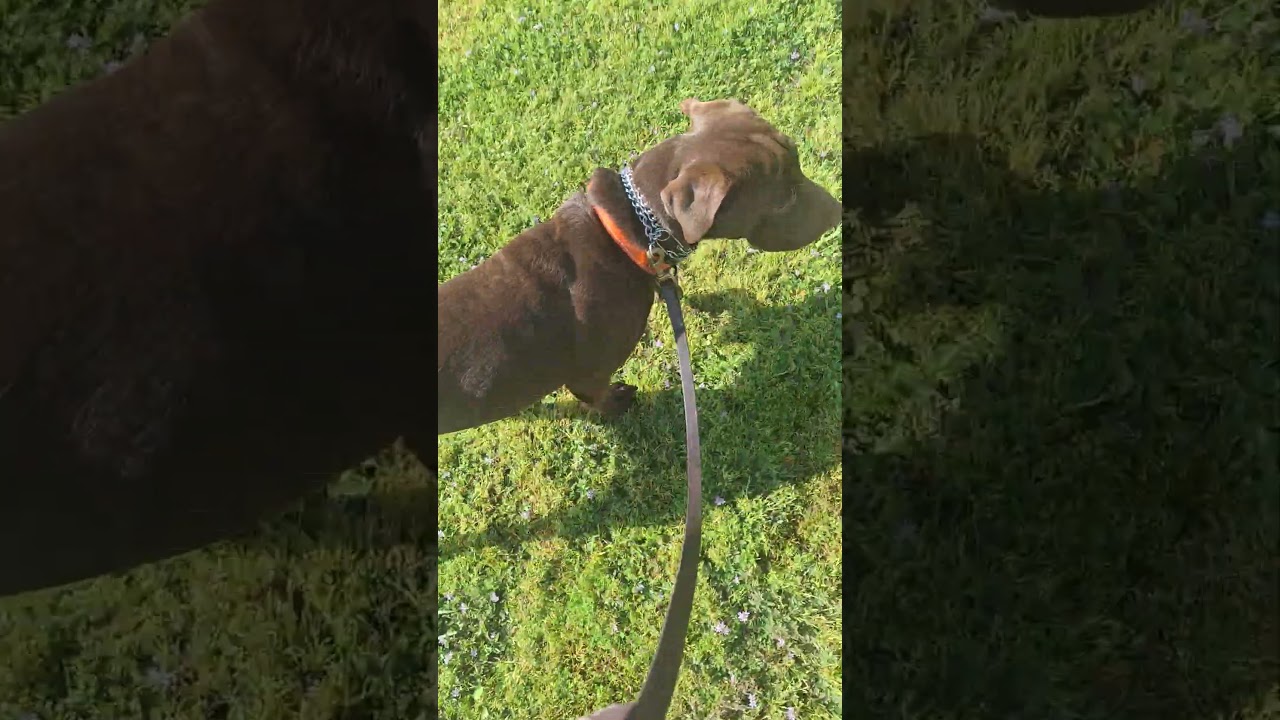 Enlarge Fudge, an adopted mixed breed in Sacramento, CA video 6/6