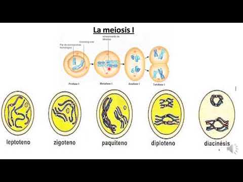 Meiosis