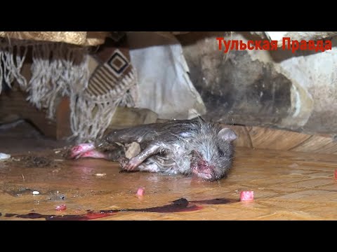 Детей в аварийном узловском бараке покусали крысы