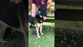Video preview image #1 German Shepherd Dog Puppy For Sale in Pasadena, CA, USA