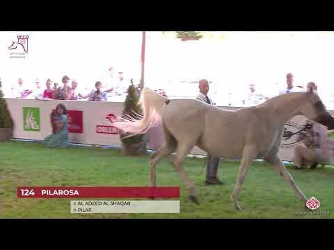 N124 PILAROSA - 2020 PRIDE OF POLAND - 42nd Arabian Horse National Show - 11 Years Old and Older...