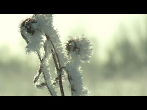 Magical Winter Morning, Just Don’t Call it “Hoar Frost”