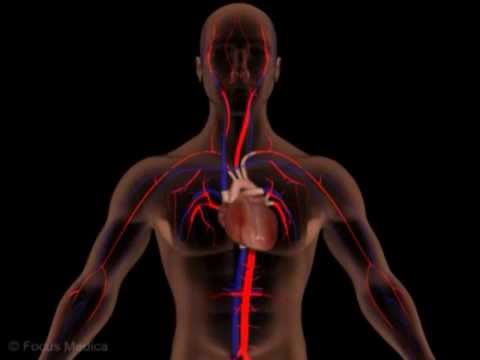 Unser Körper in 3D - Herz und Blutkreislauf (Schulfilm-Vorschau)