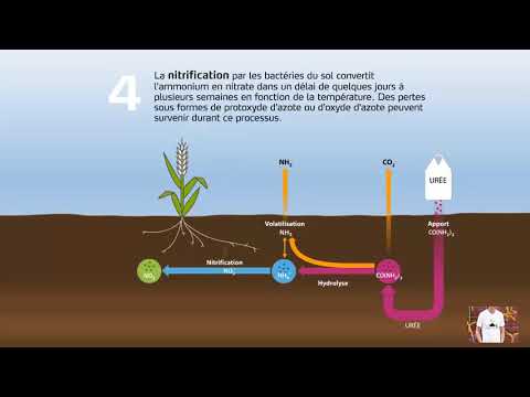 Transformation de l'azote de l'engrais dans le sol