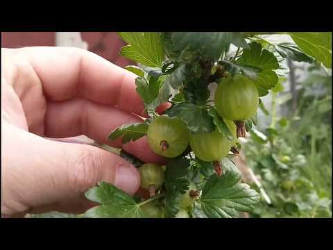 Agrise verzi gigantice.