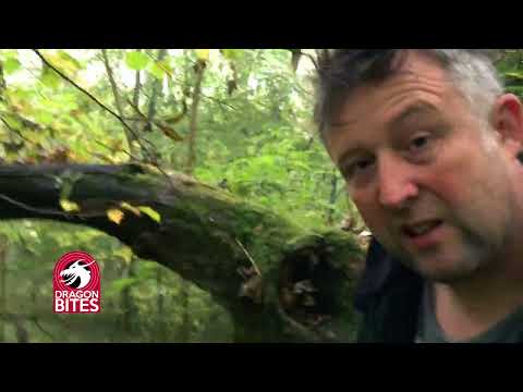 The Dragon Detective - Dragon Bite #13 People say to me...