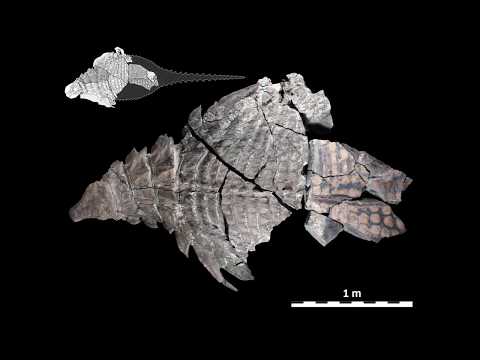 The World's Best Preserved Armoured Dinosaur