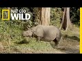 Protecting Rhinos in Kaziranga National Park | Nat Geo WILD