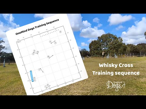 OneMind Dogs agility training sequence - Whisky Cross
