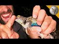 Spiny Lizard Catches Me