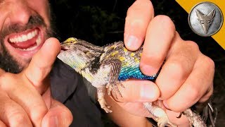 Spiny Lizard Catches Me!