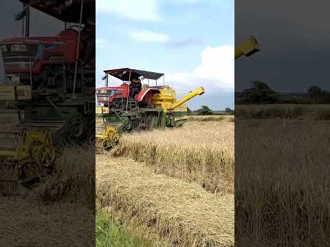 Mahindra Harvesting| Harvester Videos | Mahindra Stunts #youtubeshorts #shorts #viralvideo #trending
