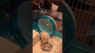 magio…ハムスターを飼い始めました！
