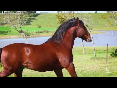 Lote 20 RZ TIEMPO AL VENTO DA CARAPUÇA