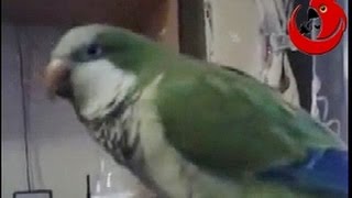 Говорящий попугай Cookie