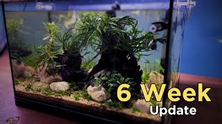 I built a nano Jungle Aquascape (No C02 Walstad Style Aquascape Tutorial) Update