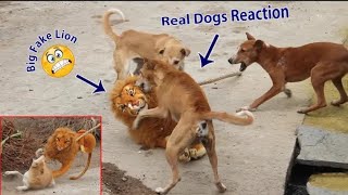 Fake Lion Prank Dog So Funny Can Not Stop Laugh Must Watch New Funny Prank Video 2021