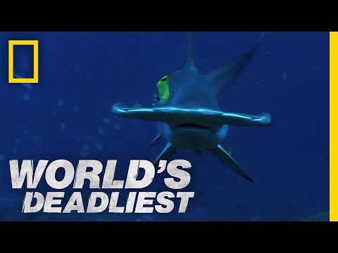 Hammerhead Sharks | World's Deadliest