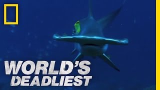 World's Deadliest - Hammerhead Sharks