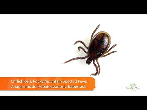 Brown Dog Tick