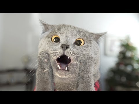 Cat Left Home Alone - YouTube
