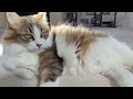 Lounging in the Sunny Spot🌞Princess Annabelle😻#sun #wellness #selfcare #cat #subscribe #like 