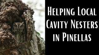 Helping Local Cavity Nesters in Pinellas