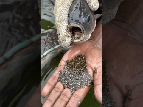 tilapia fish seeds in mouth #fishing #fish #babyfish