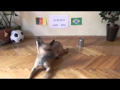 WM 2014 Oracle - Ep. 12 - Balu predicts NED vs CHI // AUS vs ESP // CMR vs BRA // CRO vs MEX