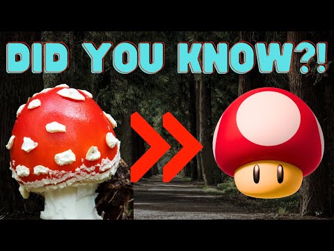 Amanita Muscaria/Fly Agaric - The Psychedelic Mushroom of Legends