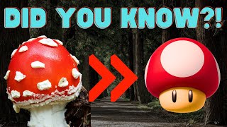 Amanita Muscaria/Fly Agaric - The Psychedelic Mushroom of Legends