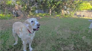 Hamish loves a nice morning ball bite