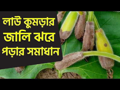লাউ কুমড়ার জালি পঁচে যাওয়া এবং ঝরে যাবার কারন ও সমাধান