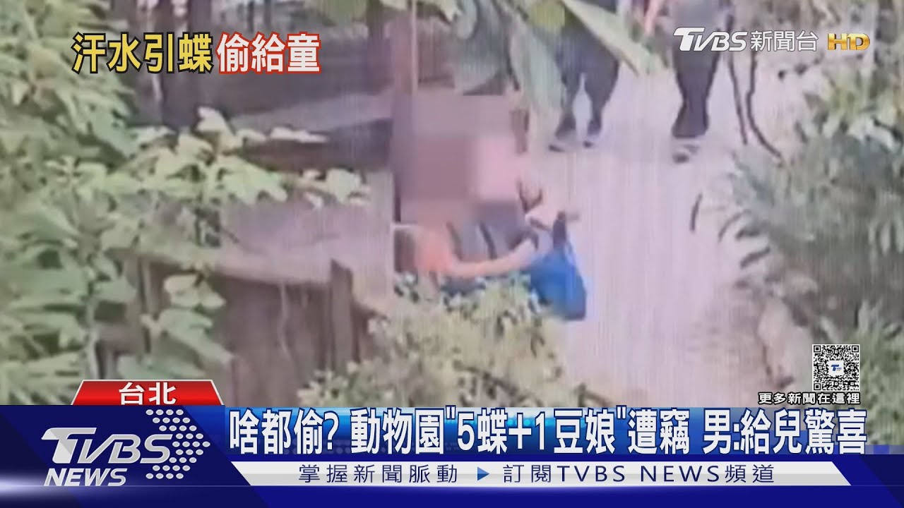 動物園驚傳首起「竊蝶案」!男子用汗水誘捕 專業手法露餡