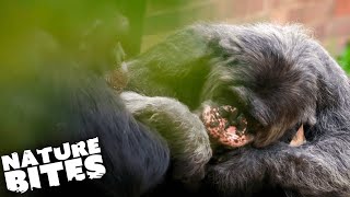 Female Chimpanzee Attacked By Dominant Male | Nature Bites