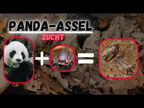 ICH ZÜCHTE PANDA ASSELN! | Maximal Wild