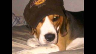 Catherine Wheel - The Nude