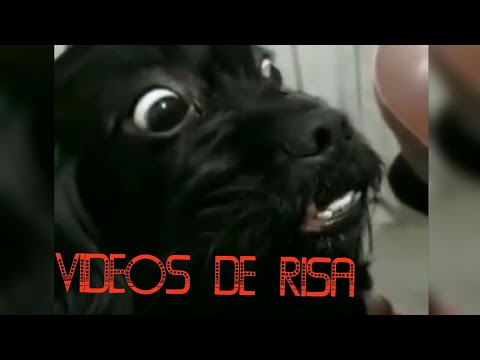 Videos graciosos de instagram(recopilacion)