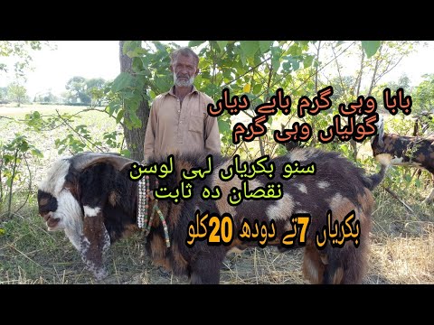 , title : 'gujri goat free offer going on goat farm India Pakistan and business'