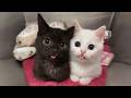 The Cutest And Funniest KITTENS Video Of 2026 You Ve Ever Seen